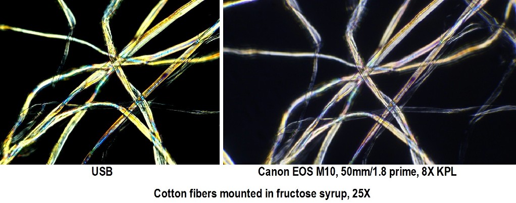 Cotton fibers .jpg