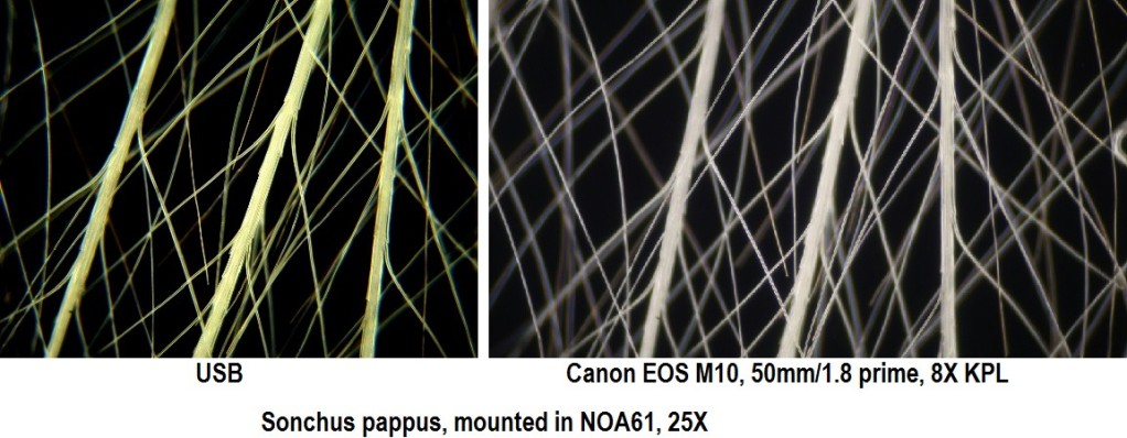 Sonchus pappus.jpg