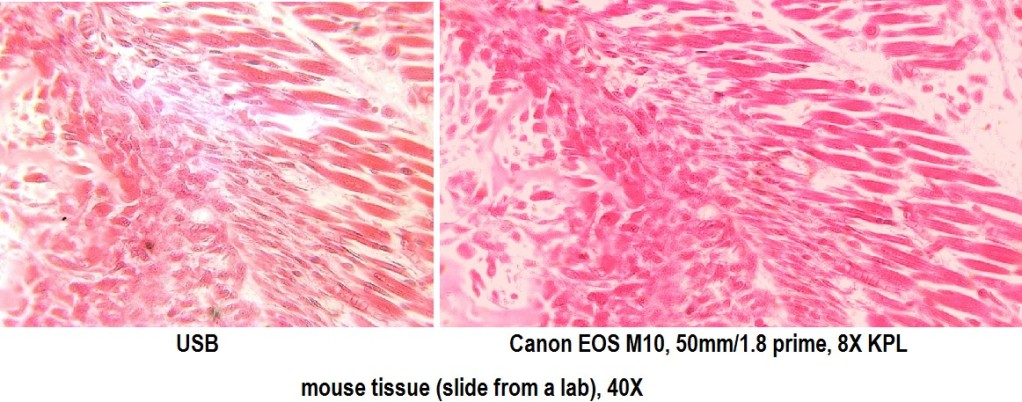 Stained animal tissue.jpg