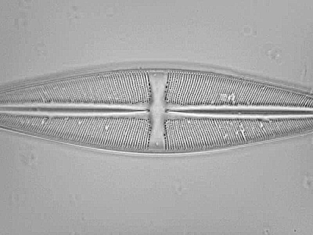 1- diatom.jpg (green) 2.0 pixels 0.85 mask weight.jpg