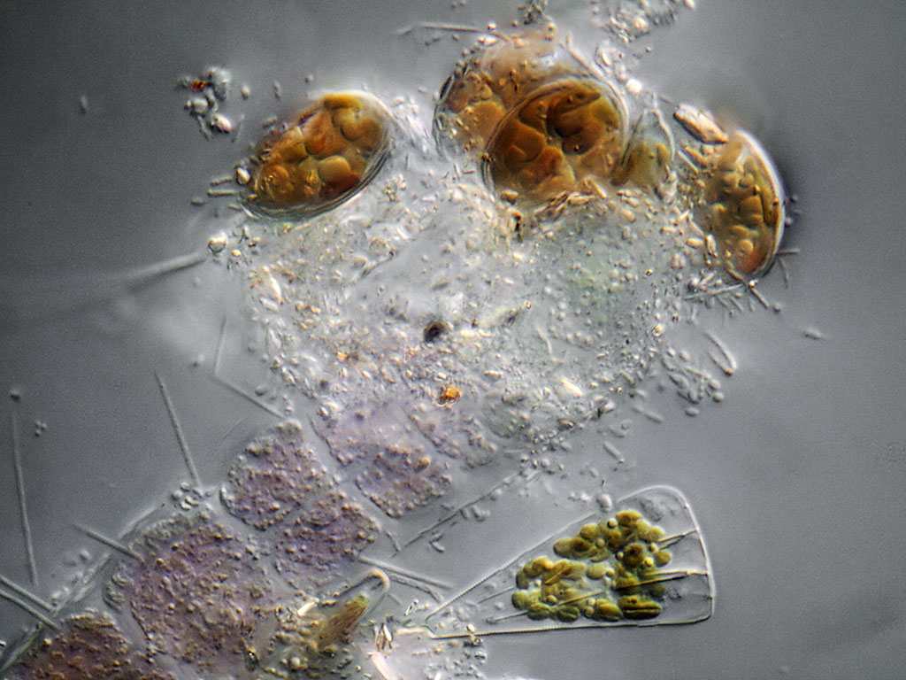 assorted diatoms.jpg