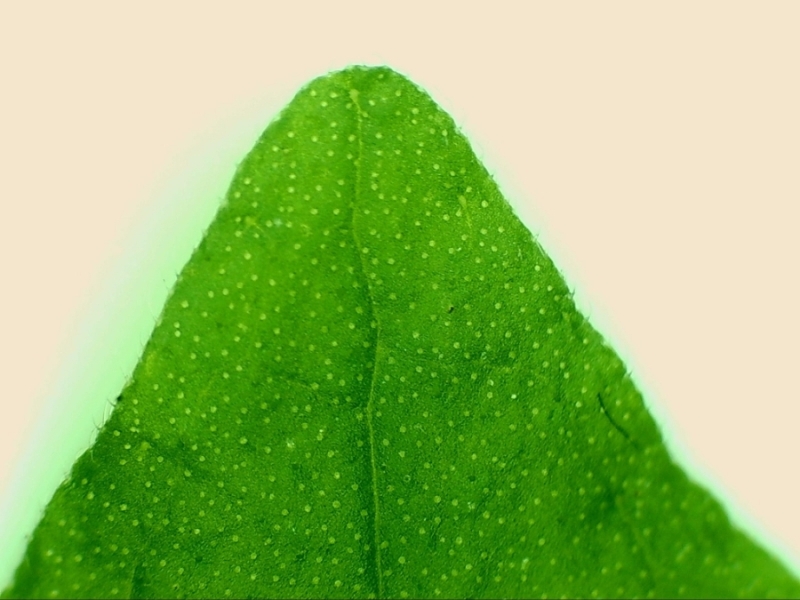 7) Epi illumin. Leaf on white disk, 10X.jpg
