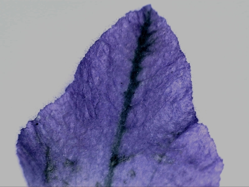 6) Epi illumin. Lavender leaf on white disk, 10X.jpg
