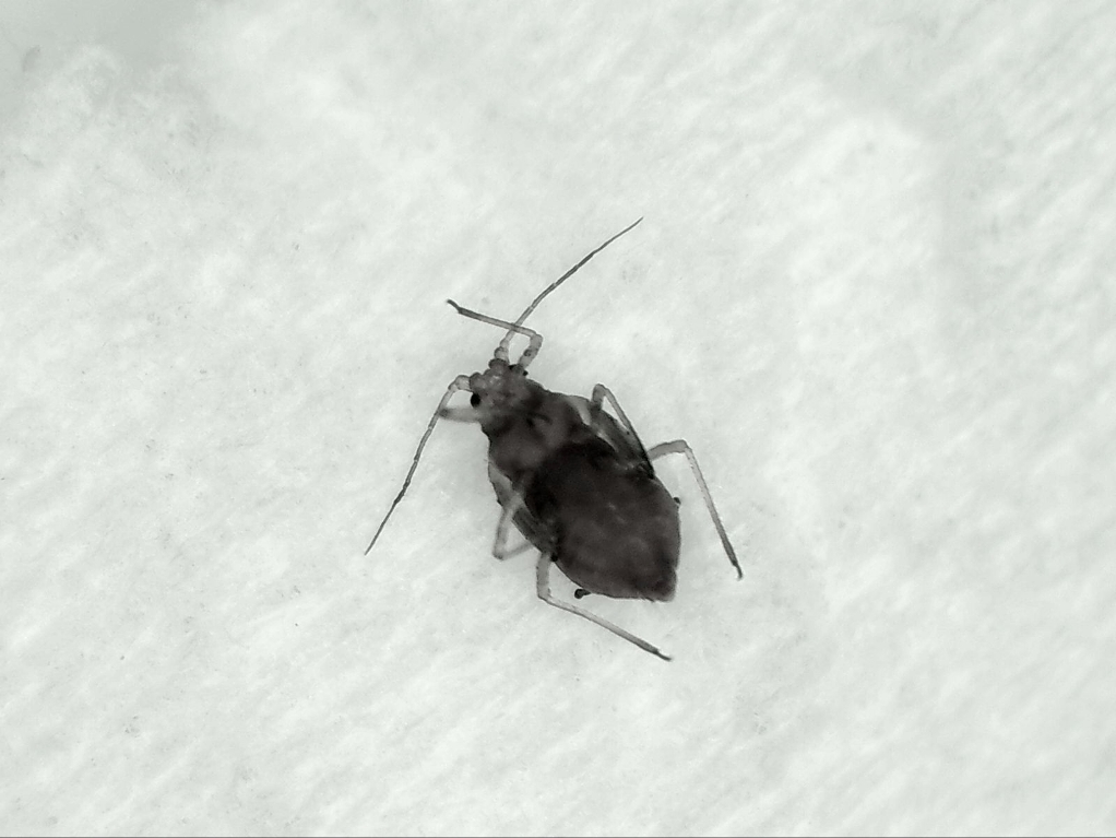 Aphid on tissue paper, 15X.jpg