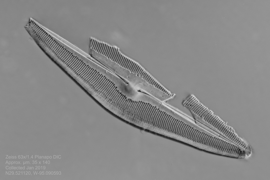 d 2-25-18 mystery diatom 2.jpg