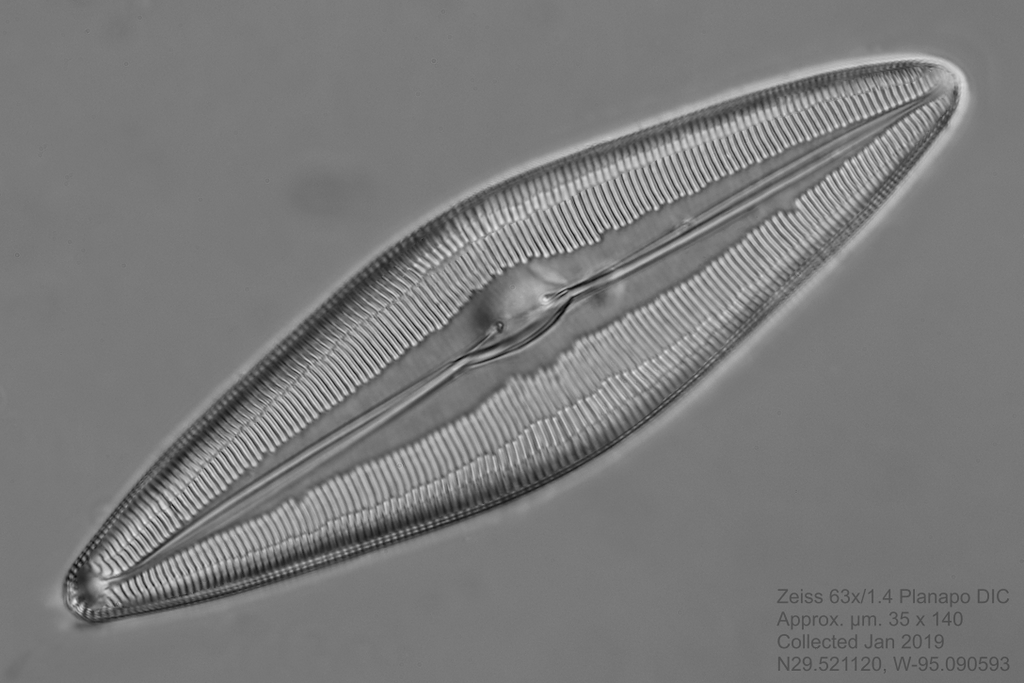 c 2-24-19 mystery diatom 1.jpg
