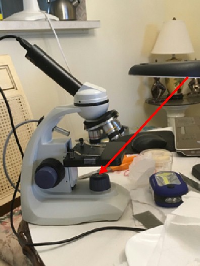 MaryFox microscope.jpg