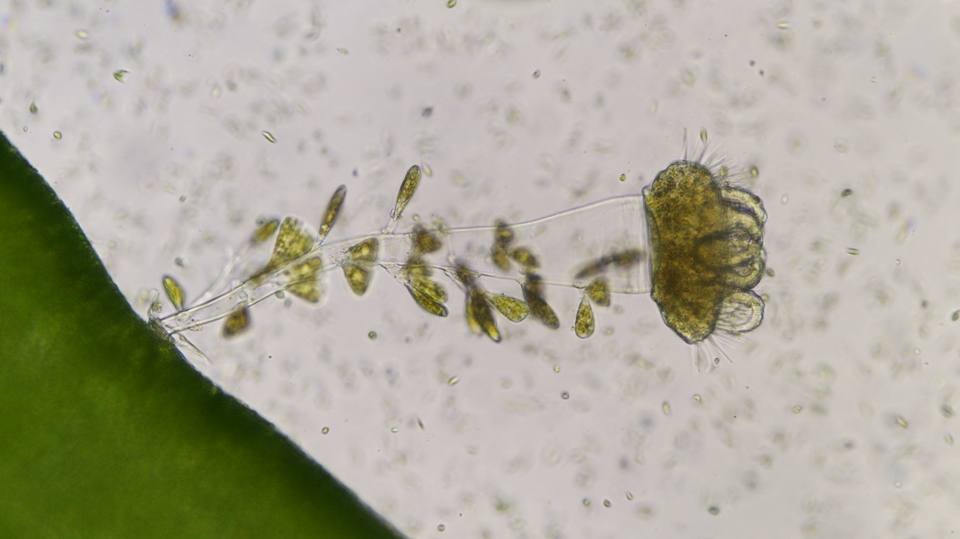 10X0.30 Neofluar - Sea Lettuce, cililate, protist and diatoms.jpg