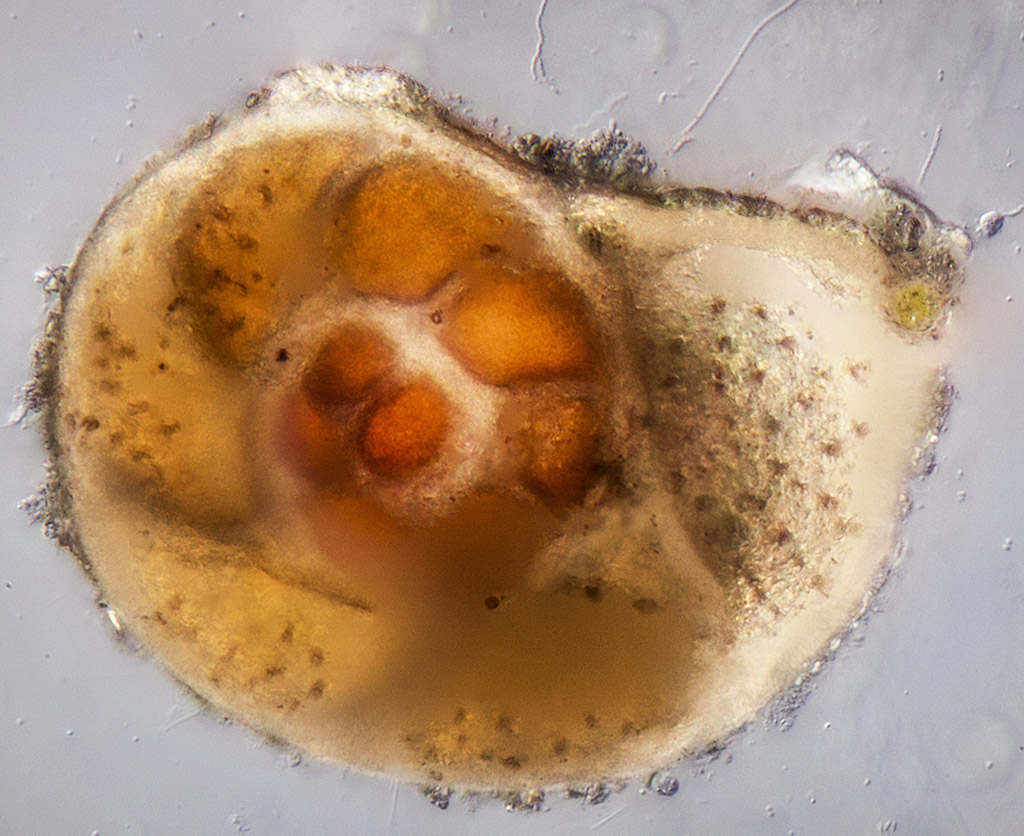 Foraminifera.jpg