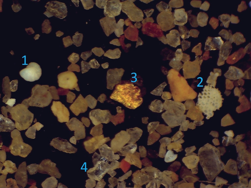 (3) Sample of photo 1,  USB camera on sterescope, 24X, field width 4mm. 1- foraminifera, 2 - unknown, 3 - mica, 4- quartz.jpg