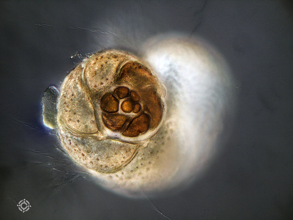 Foraminifera-.jpg