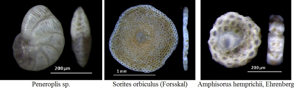 Red Sea Forams.jpg