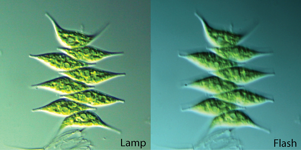 comparison of image quality when using lamp vs flash