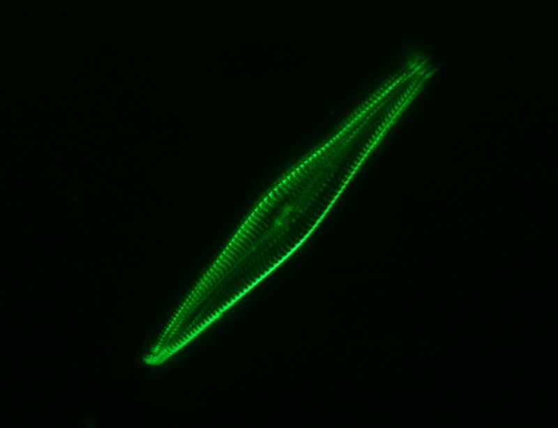 70um diatom, 100X1.3 oil, ISO-200, F-1.8.jpg