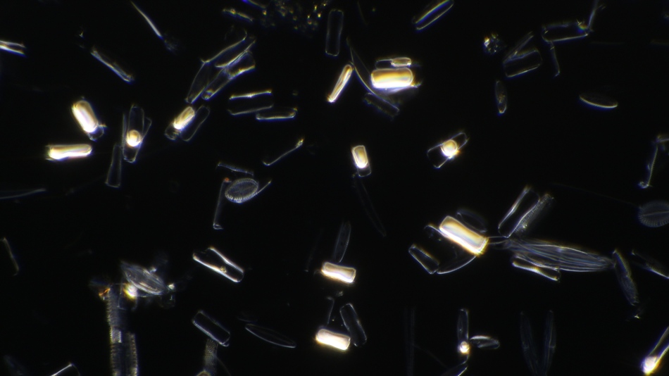 air filled diatoms.jpg