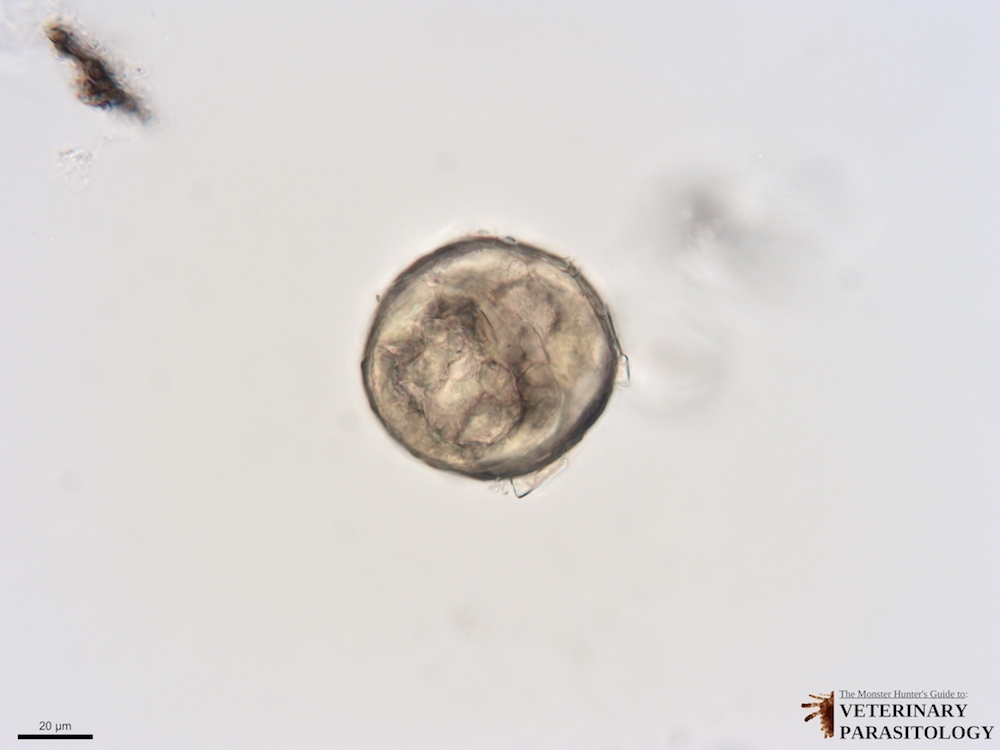 3i Heterobilharzia americana eggs (40X; 10 stack) 2.jpg