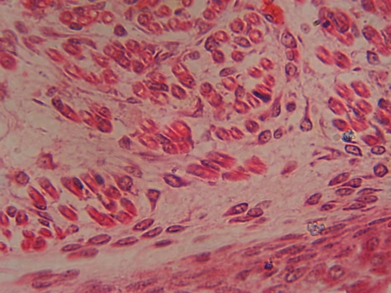 Cells 60 X 0.90, Planapo, brightfield.jpg