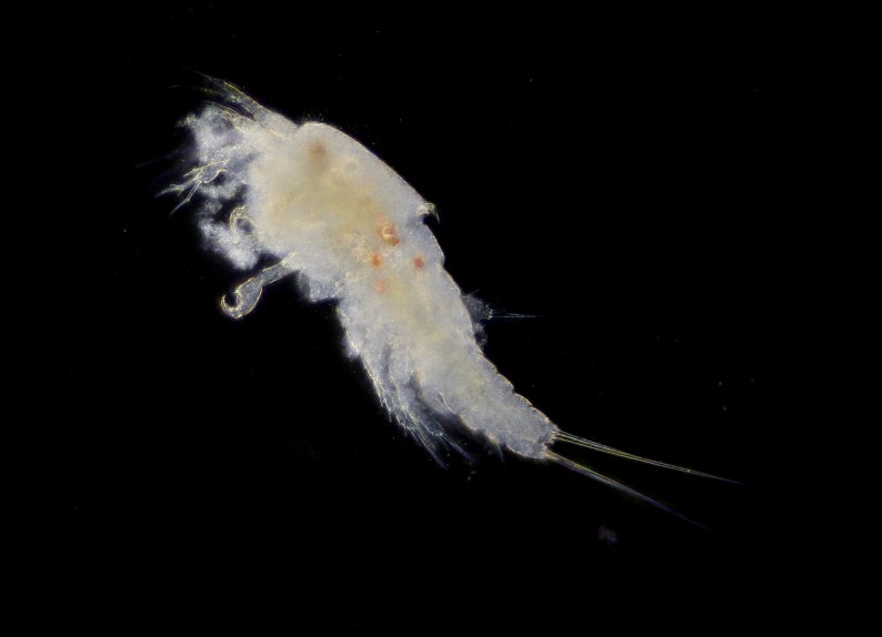 Nauplius Stack of 6.jpg