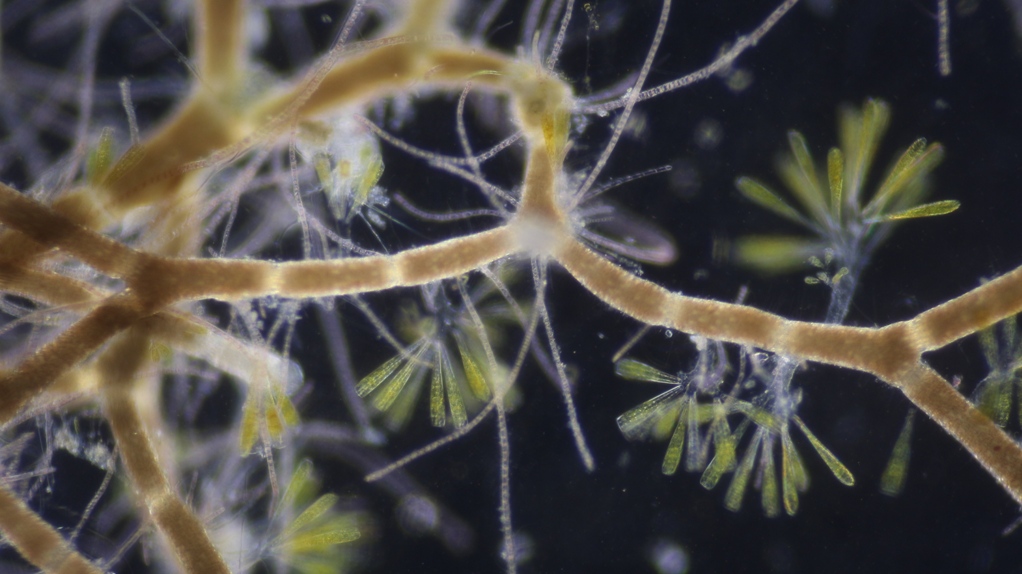 Brown alga +diatoms.jpg