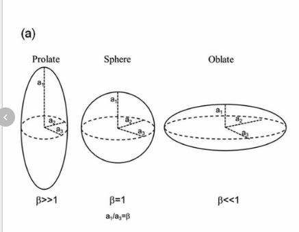 prolate pollen shape.JPG