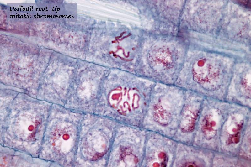 ws_daffodil root mitosis 3.jpg