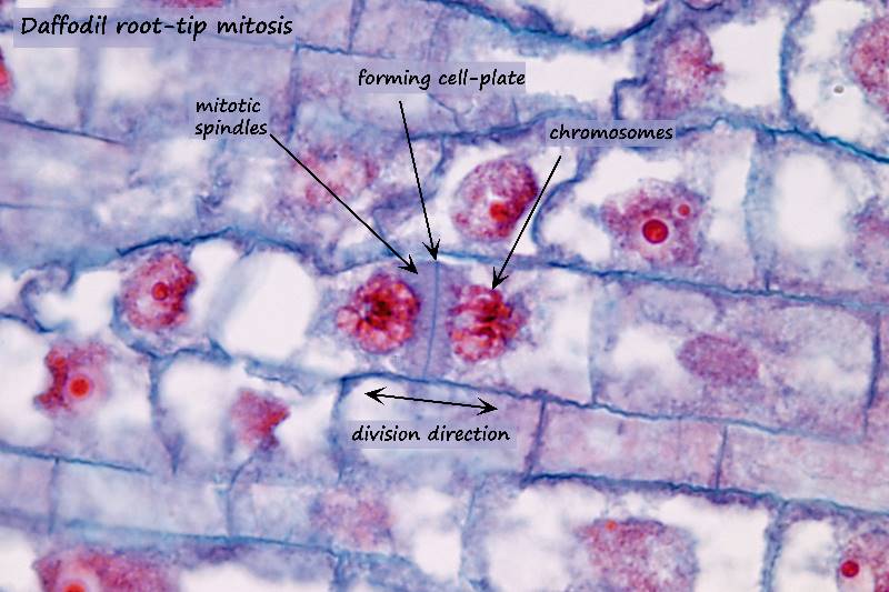 ws_daffodil root mitosis.jpg