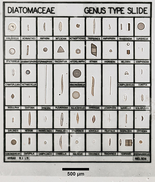 Diatomaceae Genus Type Slide.jpg