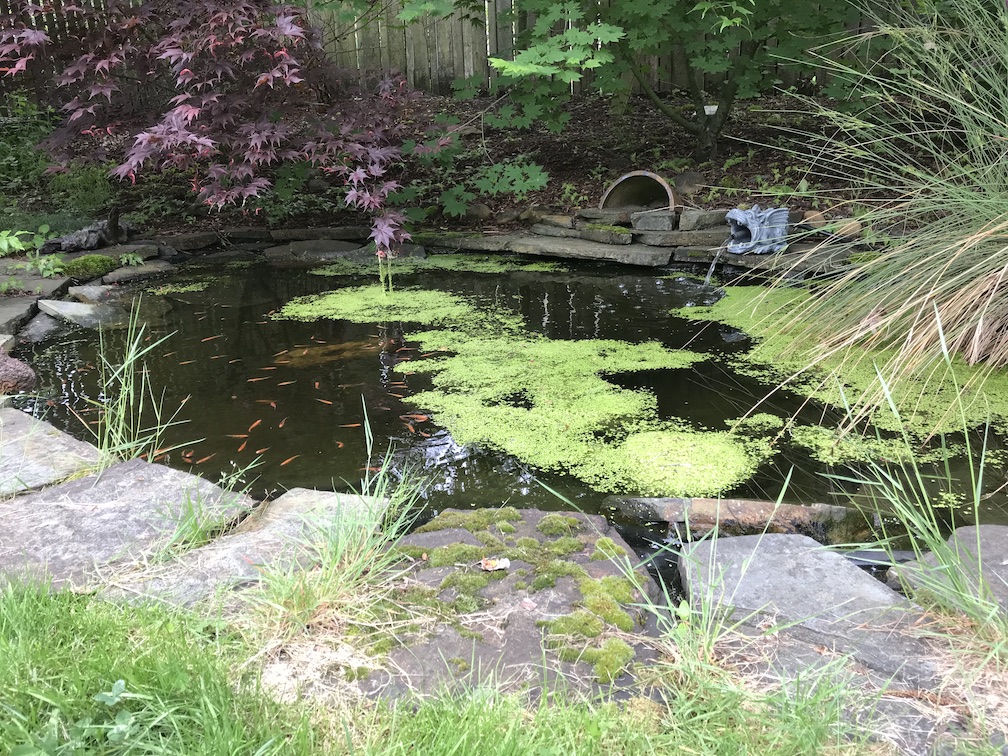 Pond.jpg