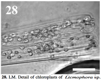 Licmophora chloroplasts.jpg