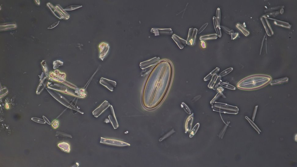 Diatom1 1.4.JPG