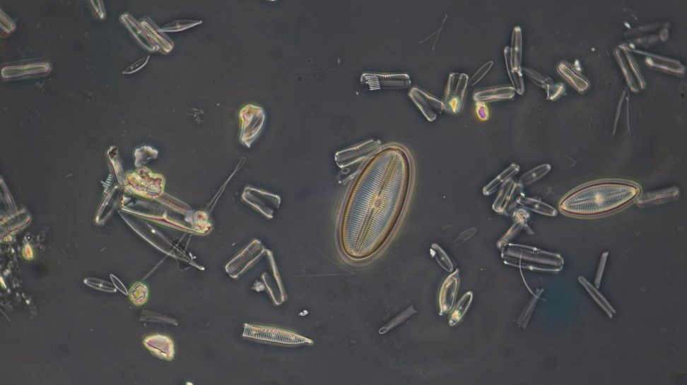 Diatom1 0.9.JPG