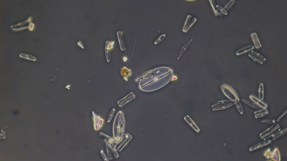 Diatom3 1.4.JPG