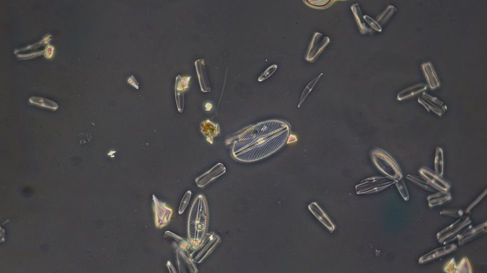 Diatom3 0.9.JPG