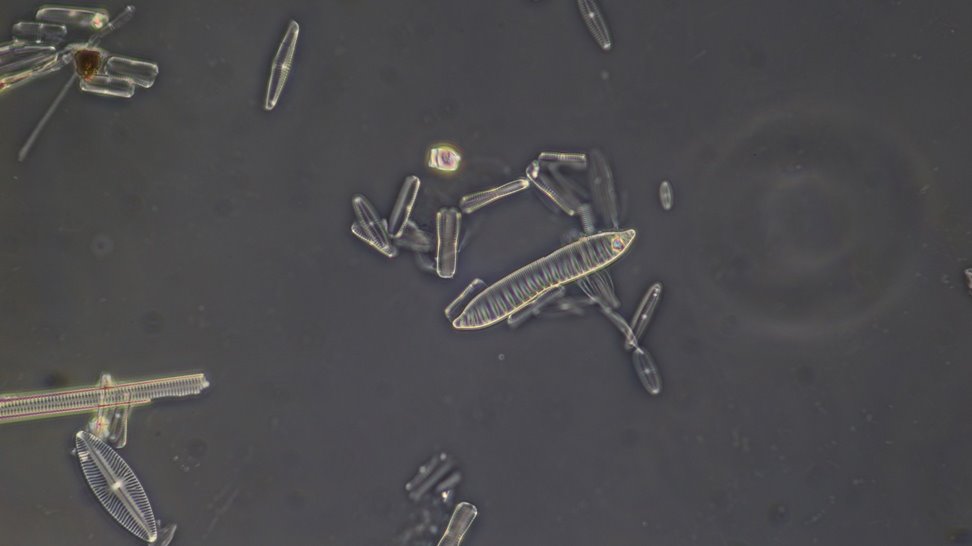 Diatom2 1.4.JPG