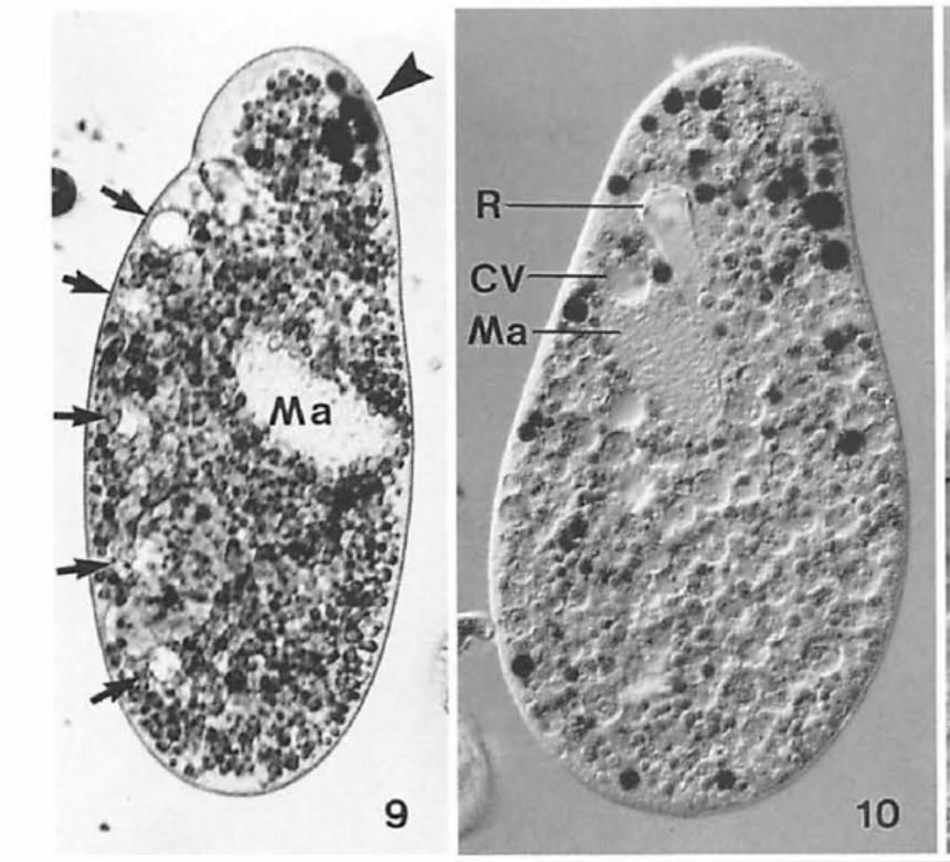 Nassulopsis.JPG