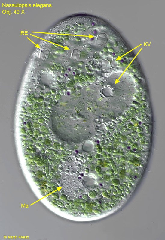 Nassulopsis from martin kreutz.jpg