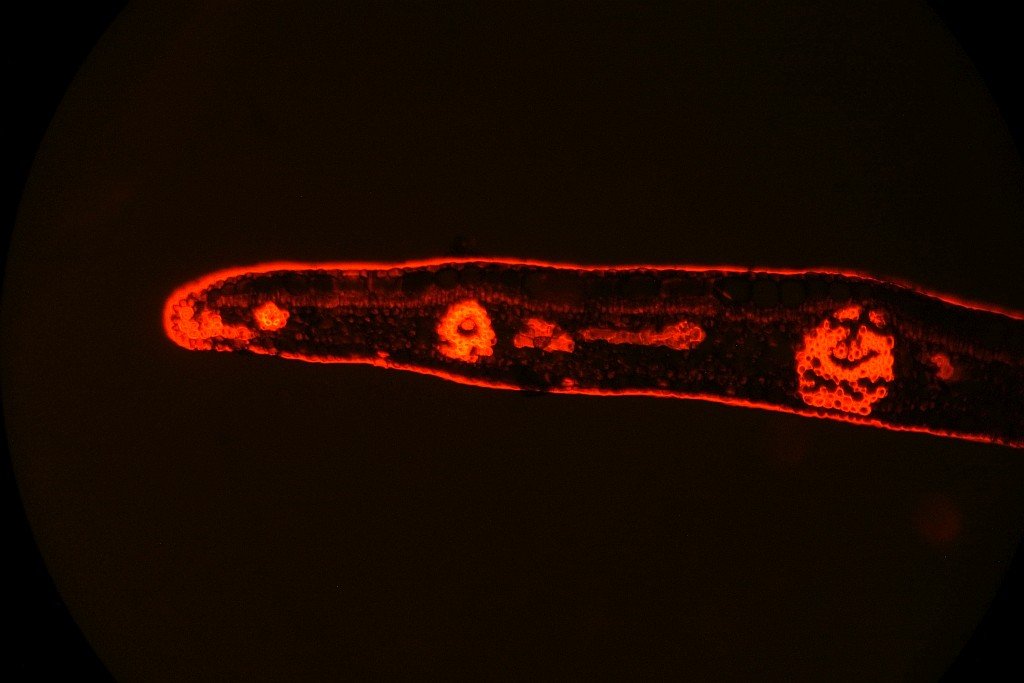 Blattspitze Ficus FCA grün-Anregung 1024.jpg