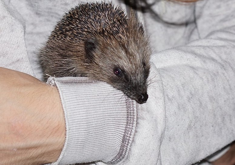 Igel 1024 2.jpg