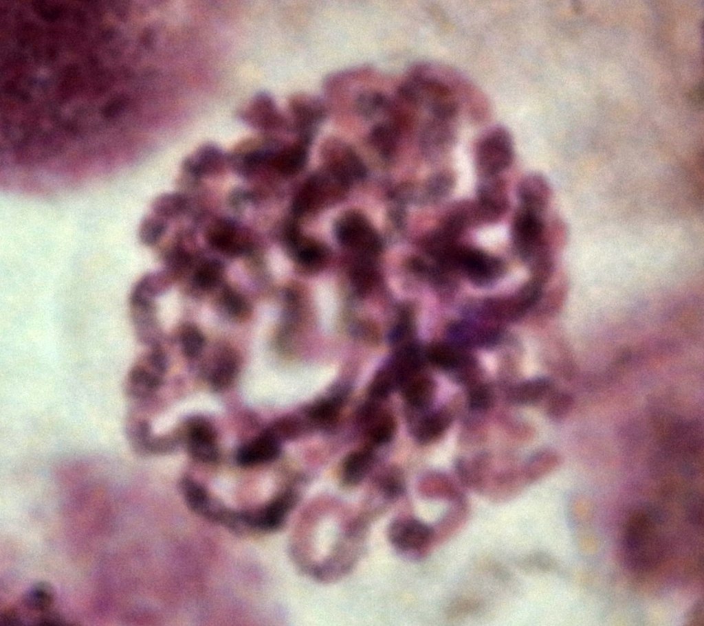 Prophase DSC_5573.jpg