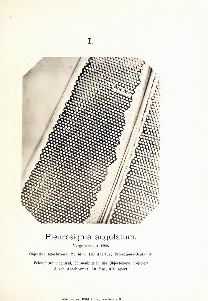 Pleurosigma angulatum. Magnification- 4900.v.jpg