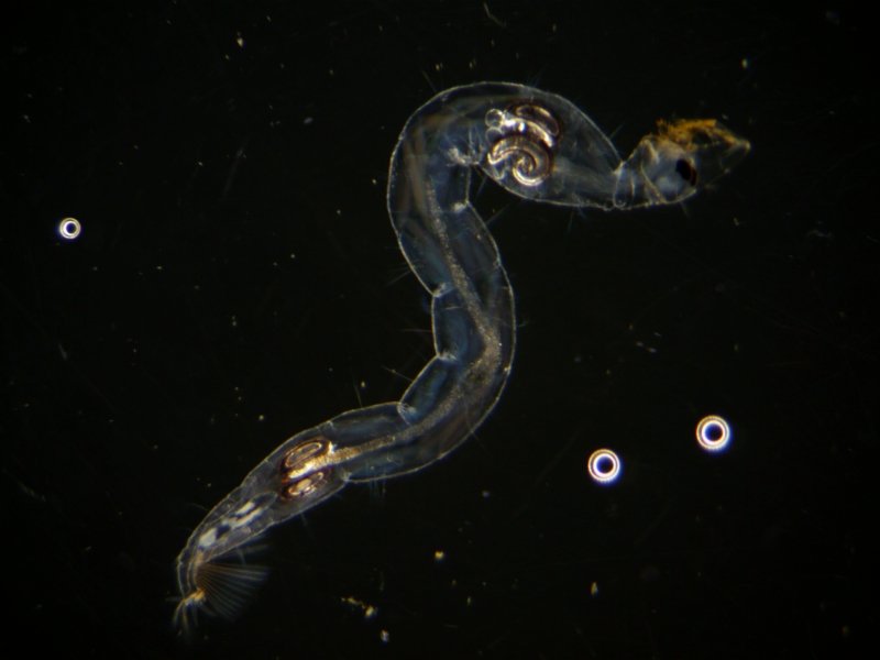 2018-02-04 phantom midge larva stereozoom (5) reduced.jpg