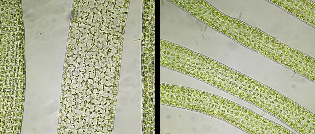 green marine alga A, 2.5 yrs old slides. Left- glycerol, right - fructose syrup.jpg
