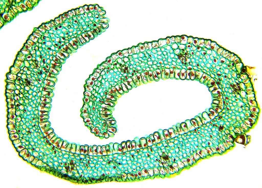 Margerite Einzelblatt 1 1024.jpg