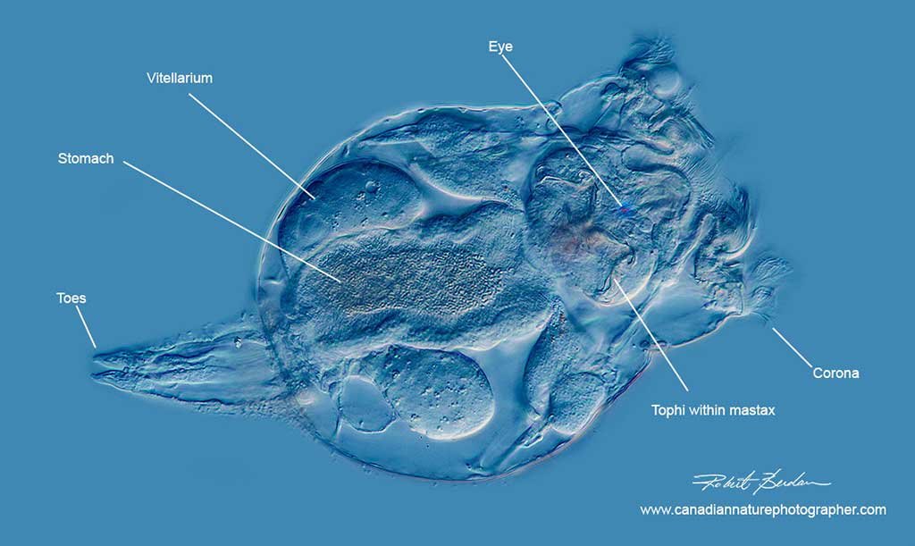 Brachionus manjavacas DIC microscopy