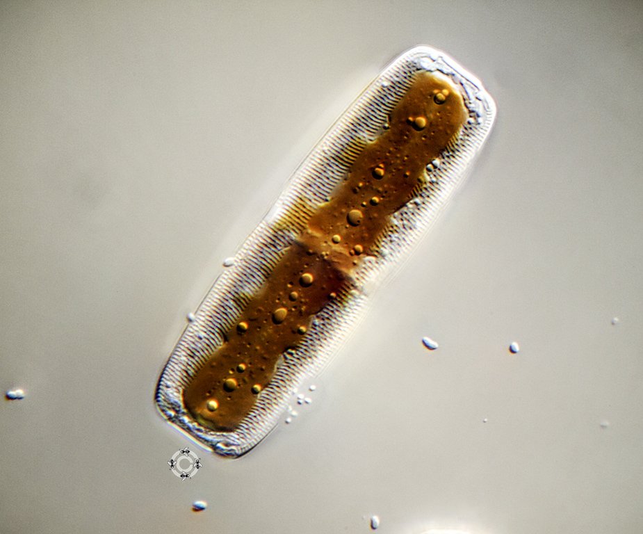 Marine diatom 1(75µm).jpg