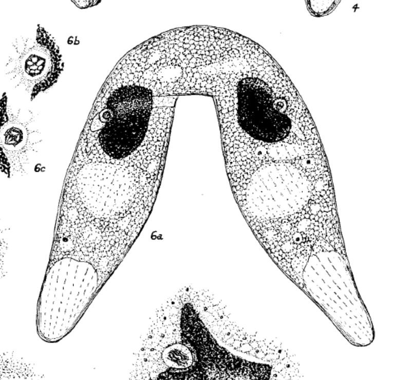 Metopus conjugation.JPG