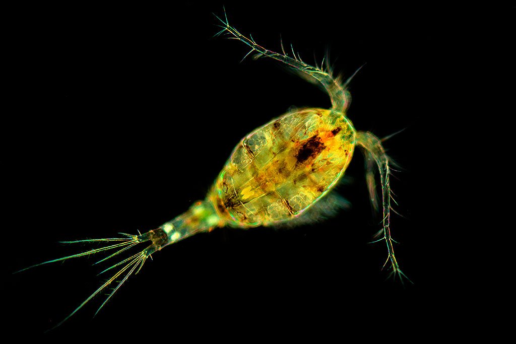 Copepod Darkfield microscopy