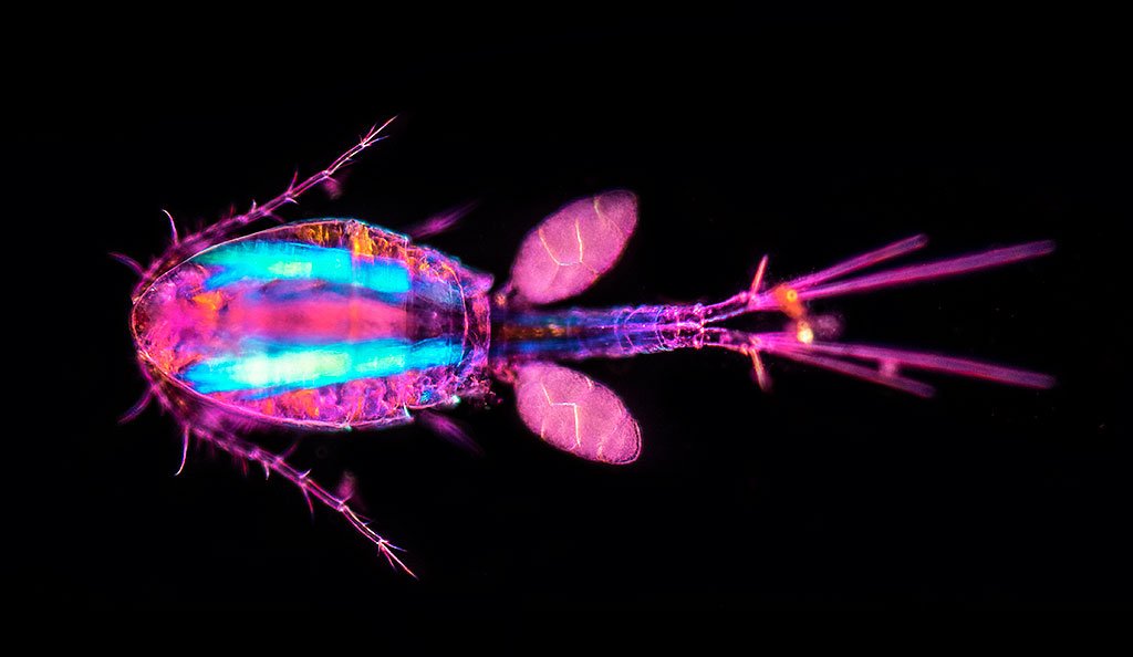 Copepod Darkfield and Polarizing microscopy