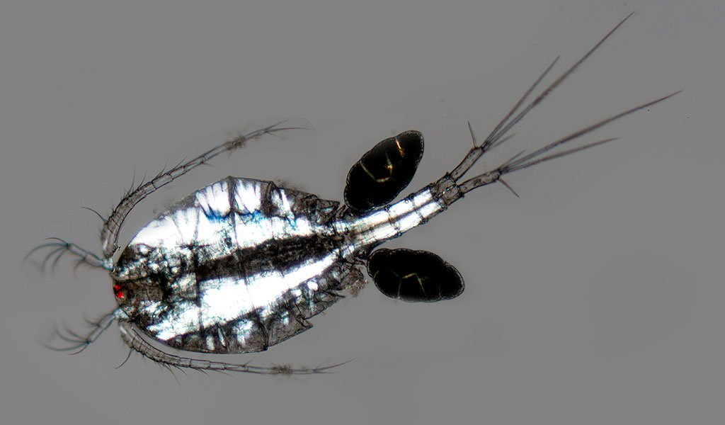 DIC and polarizing microscopy