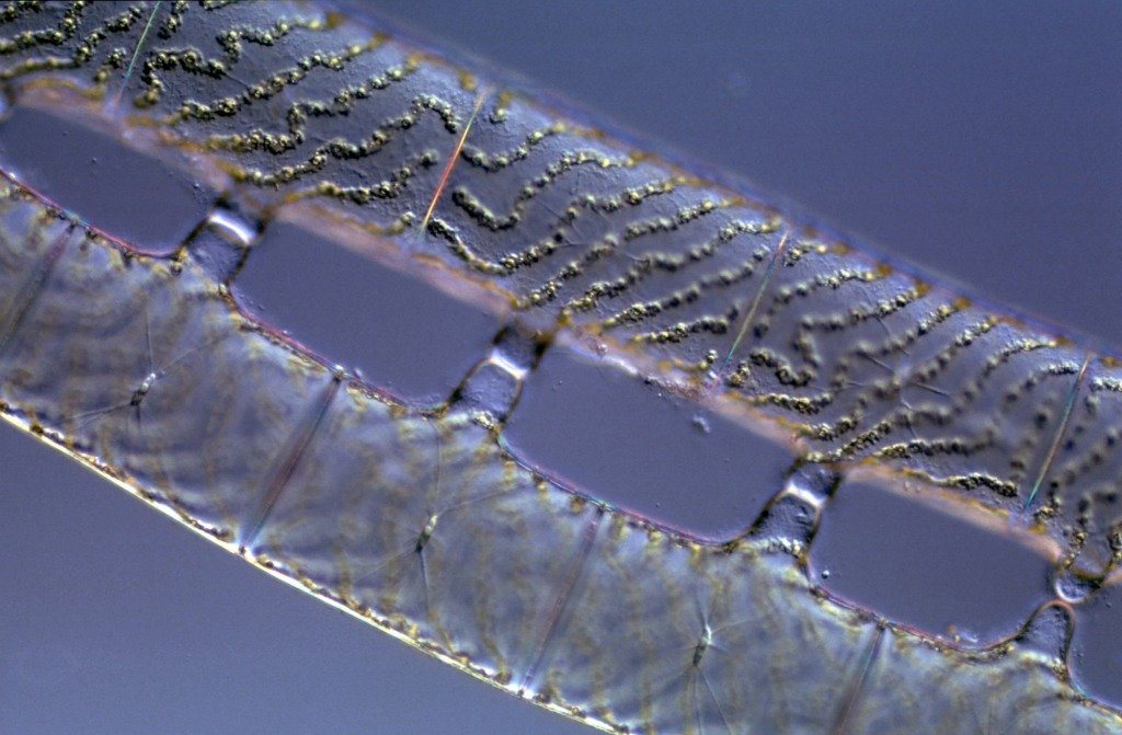 I-1-24-Spirogyra-glabra-0 140-Gartenteich--.jpg